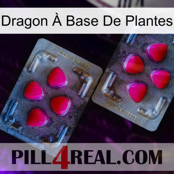 Dragon À Base De Plantes 15